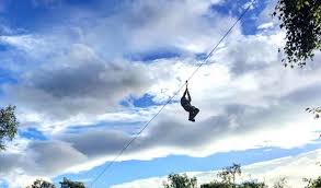Image result for Go Ape! Grizedale