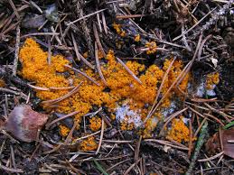 Attēlu rezultāti vaicājumam “Byssonectria fusispora”