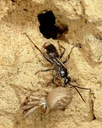 Attēlu rezultāti vaicājumam “Dipogon sp.”