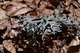 Attēlu rezultāti vaicājumam “Pseudevernia furfuracea”