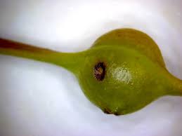 Attēlu rezultāti vaicājumam “Contarinia petioli”