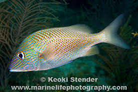 Image result for Haemulon plumierii