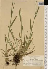 Attēlu rezultāti vaicājumam “Poa remota”