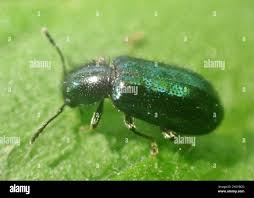 Attēlu rezultāti vaicājumam “Korynetes caeruleus”