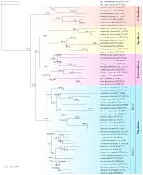 Attēlu rezultāti vaicājumam “Nyctegretis lineana”