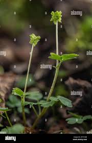 Attēlu rezultāti vaicājumam “Adoxa moschatellina flower”