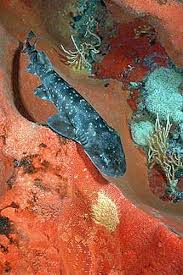 Image result for Haploblepharus pictus