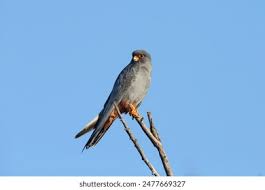 Attēlu rezultāti vaicājumam “Falco vespertinus adult”