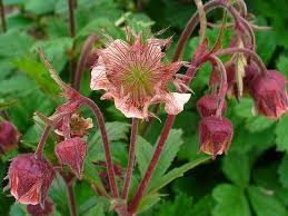 Image result for Geum rivale