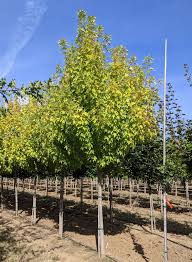 Attēlu rezultāti vaicājumam “Acer saccharinum”