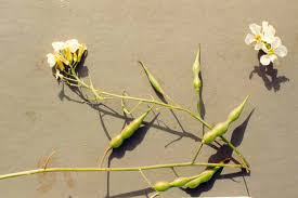 Attēlu rezultāti vaicājumam “Raphanus raphanistrum”