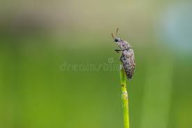 Attēlu rezultāti vaicājumam “Agrypnus murinus”