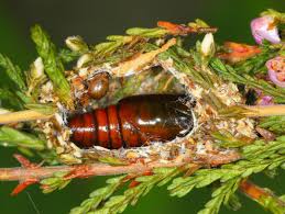 Attēlu rezultāti vaicājumam “Anarta myrtilli larva”