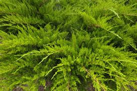 Attēlu rezultāti vaicājumam “Juniperus sabina”