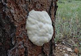 Attēlu rezultāti vaicājumam “Reticularia lycoperdon spores”