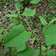 Attēlu rezultāti vaicājumam “Reynoutria japonica”
