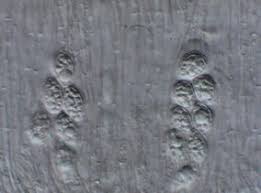 Attēlu rezultāti vaicājumam “Cribraria rubiginosa spores”