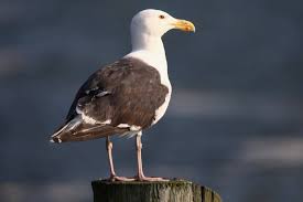 Attēlu rezultāti vaicājumam “Larus marinus adult”