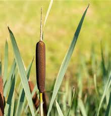 Attēlu rezultāti vaicājumam “Typha angustifolia”
