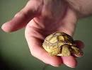 African Spur-Thigh Tortoise hatchling (Geochelone Sulcata ...