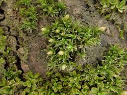 Attēlu rezultāti vaicājumam “Orthotrichum diaphanum sporophyte”