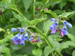 Attēlu rezultāti vaicājumam “Symphytum asperum leaf”