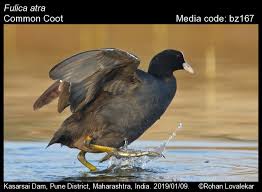 Attēlu rezultāti vaicājumam “Fulica atra”