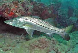 Image result for Centropomus undecimalis