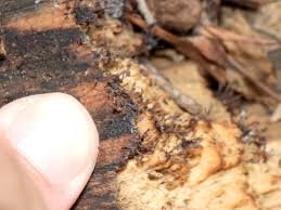 Attēlu rezultāti vaicājumam “Stemonitopsis typhina young”