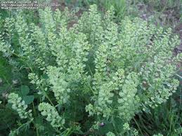 Attēlu rezultāti vaicājumam “Lepidium densiflorum flower”