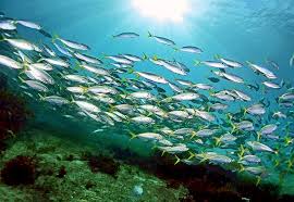 Image result for Trachurus trachurus