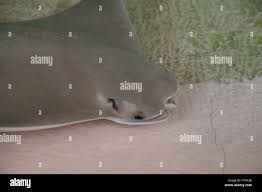 Image result for Rhinoptera brasiliensis