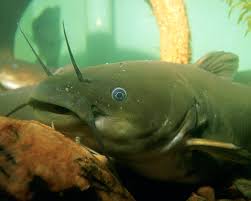 Image result for Ameiurus melas