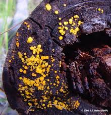 Attēlu rezultāti vaicājumam “Hyaloscypha hyalina”