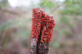 Attēlu rezultāti vaicājumam “Trichia decipiens”