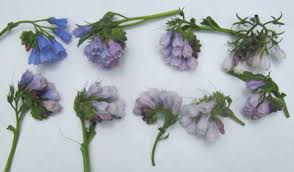 Attēlu rezultāti vaicājumam “Symphytum asperum flower”