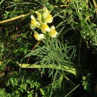 Attēlu rezultāti vaicājumam “Linaria loeselii”