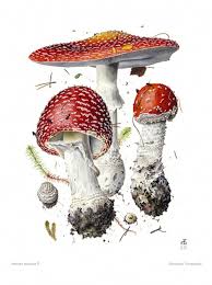 Attēlu rezultāti vaicājumam “Amanita muscaria”