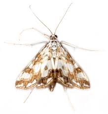 Attēlu rezultāti vaicājumam “Elophila nymphaeata”