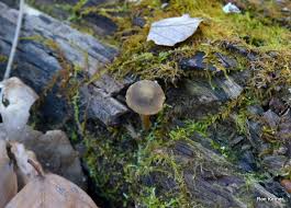 Attēlu rezultāti vaicājumam “Enteridium olivaceum”