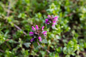 Attēlu rezultāti vaicājumam “Labiatae”