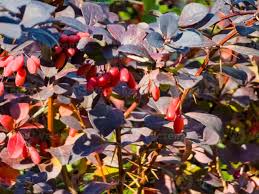 Attēlu rezultāti vaicājumam “Berberidaceae”