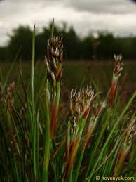 Attēlu rezultāti vaicājumam “Juncus squarrosus”