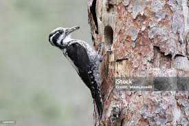 Attēlu rezultāti vaicājumam “Picoides tridactylus”