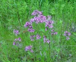 Attēlu rezultāti vaicājumam “Lychnis flos-cuculi flower”