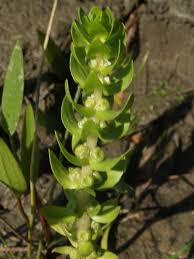 Attēlu rezultāti vaicājumam “Elatinaceae”