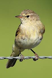 Attēlu rezultāti vaicājumam “Phylloscopus collybita adult”