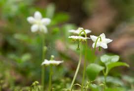Attēlu rezultāti vaicājumam “Moneses uniflora flower”