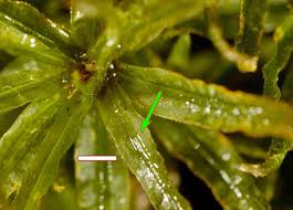 Attēlu rezultāti vaicājumam “Platydictya jungermannioides macro”