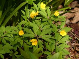 Image result for Buschwindröschen